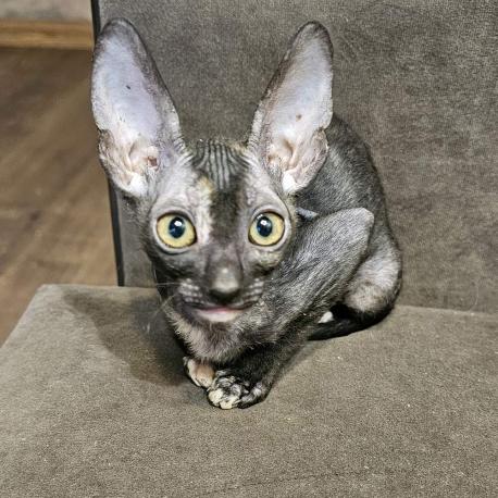 Кошка. Окрас черепаховый