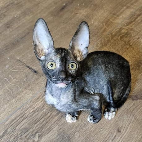 Кошка. Окрас черепаховый