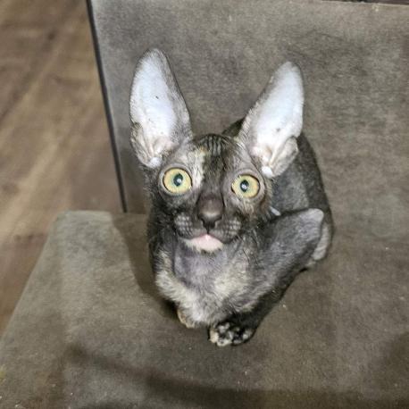 Кошка. Окрас черепаховый