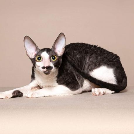 Кот. Окрас черный с белым