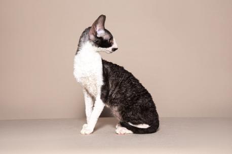 Кот. Окрас черный с белым