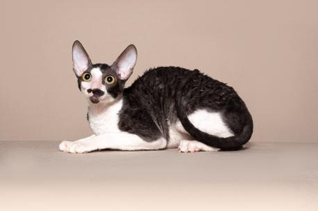 Кот. Окрас черный с белым