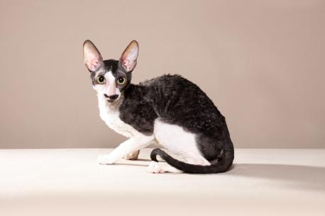 Кот. Окрас черный с белым