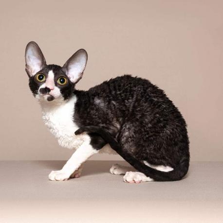 Кошка. Окрас черный с белым