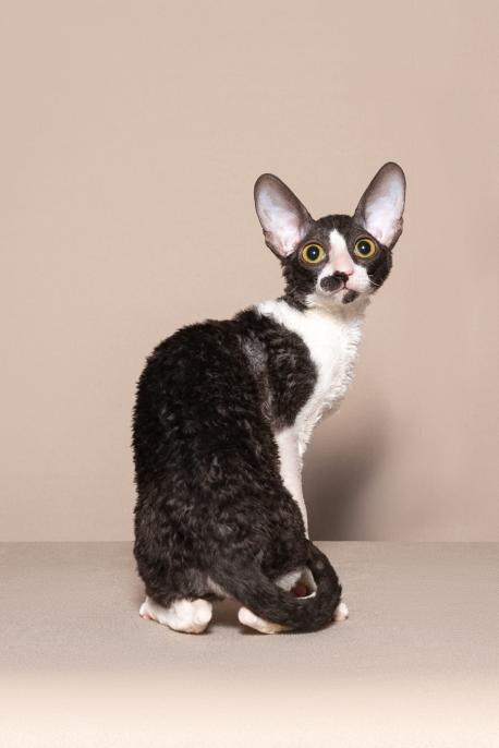 Кошка. Окрас черный с белым