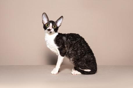 Кошка. Окрас черный с белым