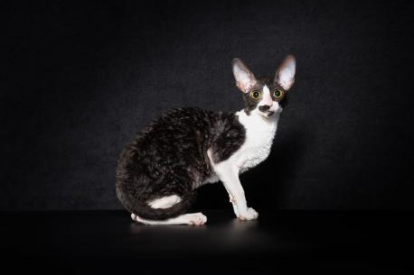 Кошка. Окрас черный с белым