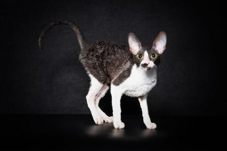 Кошка. Окрас черный с белым