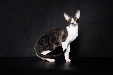 Кошка. Окрас черный с белым