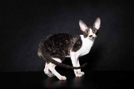 Кошка. Окрас черный с белым