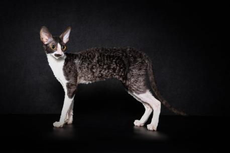 Кошка. Окрас черный с белым