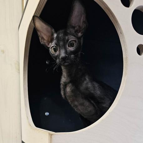 Кот. Окрас черный