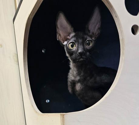 Кот. Окрас черный