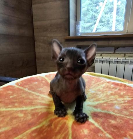 Кошка. Окрас черный