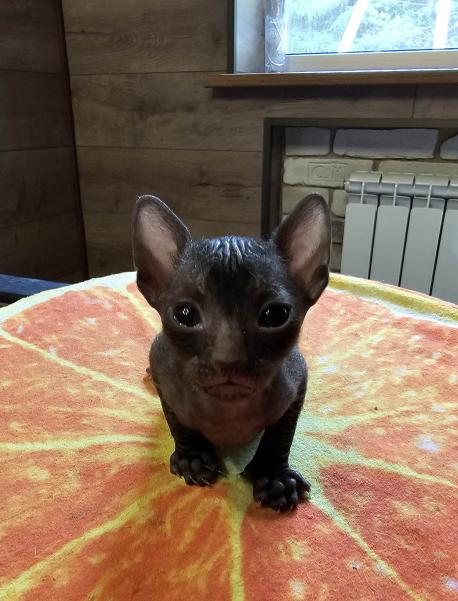 Кошка. Окрас черный